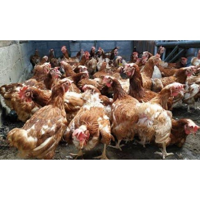 Sukses Ternak Ayam Petelur Afkir Potensi Omzet Puluhan Juta - YouTube Sukses Ternak Ayam Petelur Afkir Potensi Omzet Puluhan Juta - YouTube