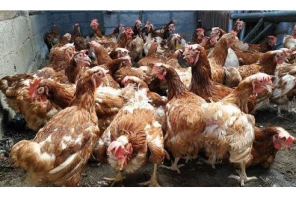 Ayam afkir di Sodonghilir, Tasikmalaya