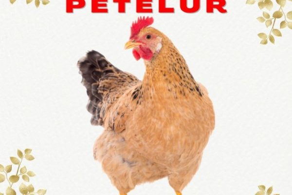 Ayam merah petelur di Tambaksari, Ciamis