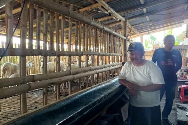 Daging kambing di Paiton, Probolinggo