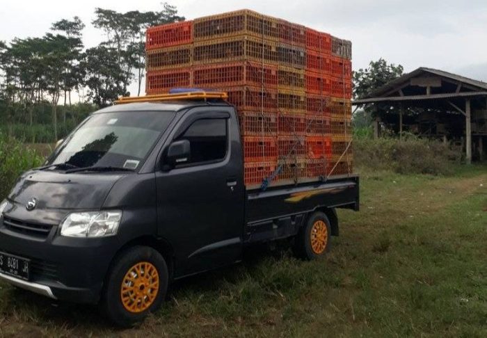 Pembahasan Lengkap Ayam Afkir: Karakteristik, Ciri, dan Tips Ternak ...