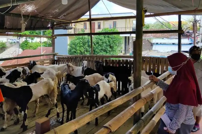 Daging kambing di Tanjung Pura, Langkat