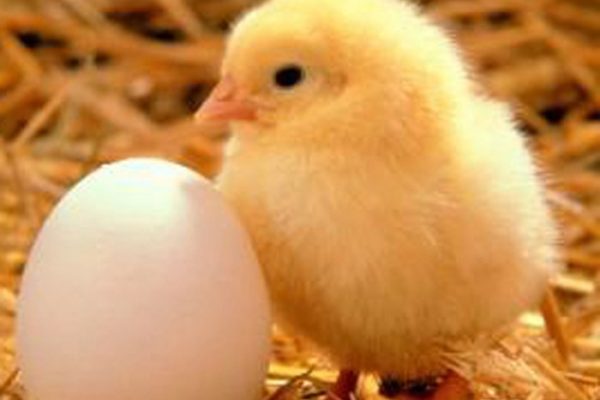 Ayam arab petelur di Somambawa, Nias Selatan