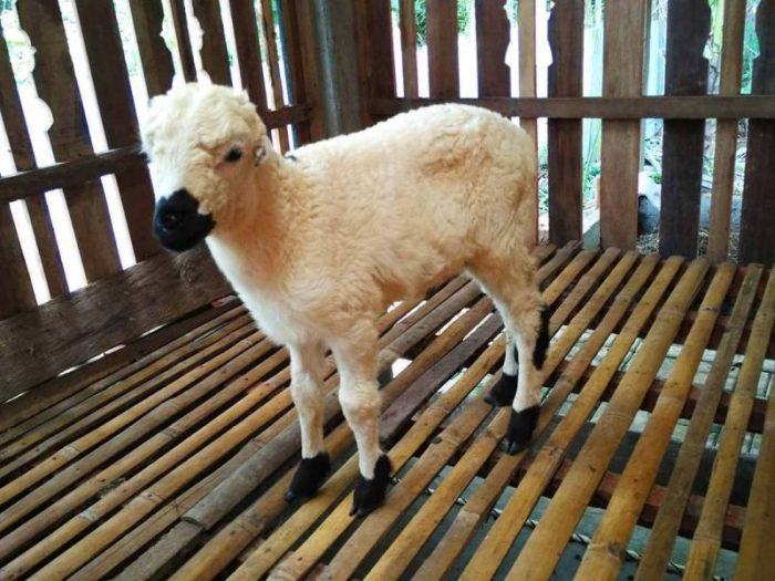 Daging kambing di Cigedug, Garut