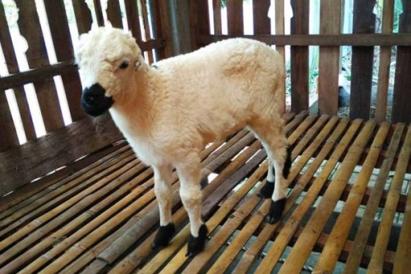 Daging kambing di Cibatu, Garut