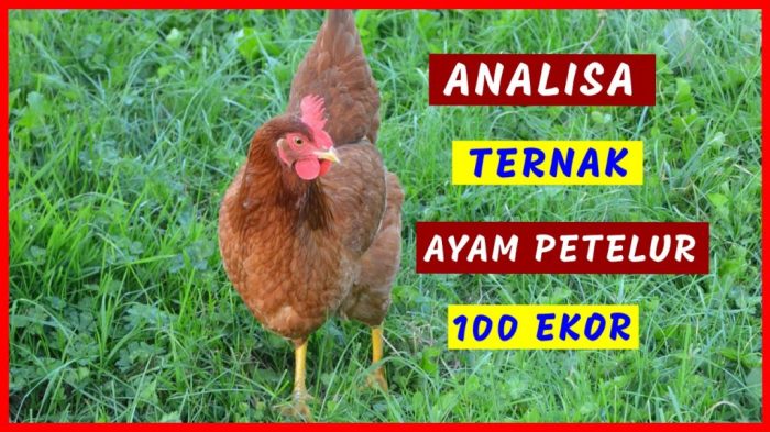 4 Fakta Janaka Agrinak, Ayam Kampung Petelur Unggul Asli Indonesia yang ... Ayam petelur jantan di Ampek Angkek, Kabupaten Agam