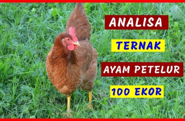 Ayam petelur jantan di Sarilamak, Kabupaten Lima Puluh Kota