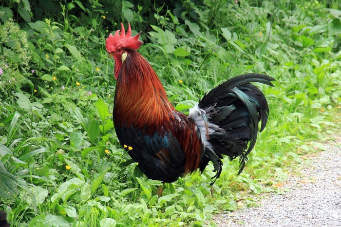 Ayam merah petelur di Gembong, Pati