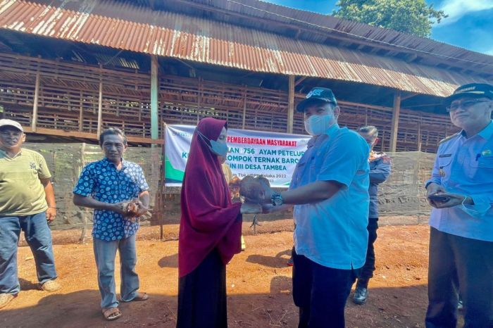 Tim PPK Ormawa BEM Fapet Bangun Peternakan Ayam Petelur Unggul ... Ternak ayam petelur di Kambata Mapambuhang, Sumba Timur