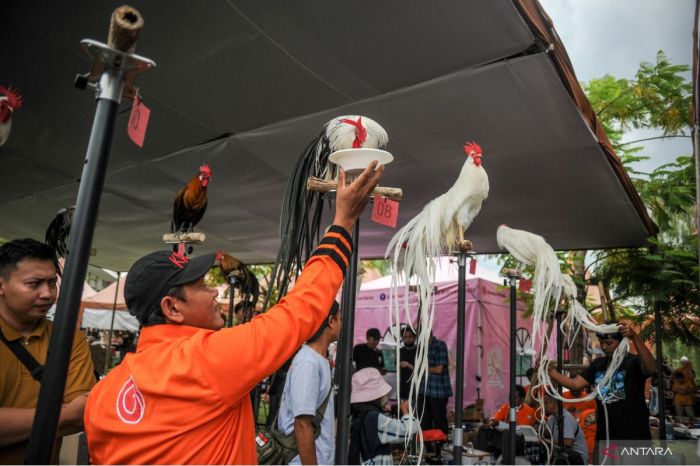 Bandung Lauatan Ayam di Kiara Artha Park - ANTARA News Ayam afkir di Kiaracondong, Kota Bandung