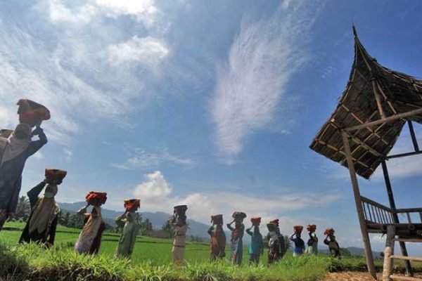 Budidaya ayam di Batipuh, Kabupaten Tanah Datar
