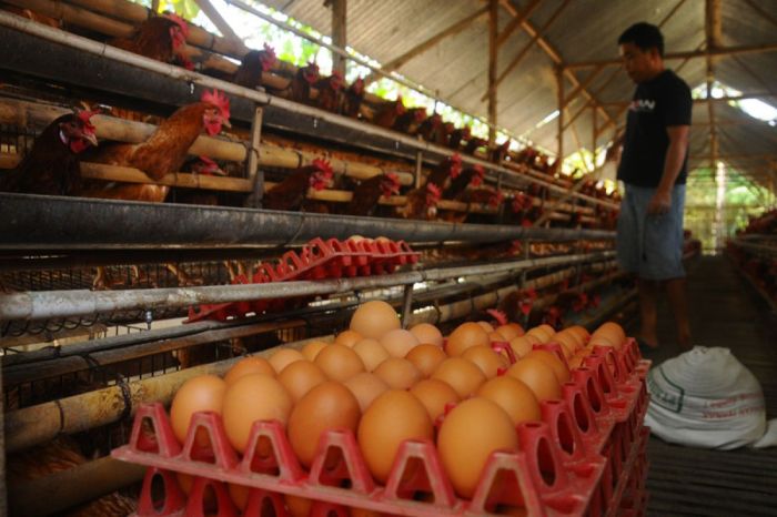Ciamis Surganya Ayam dan Telur Ayam Ternak di Sirandorung, Tapanuli Tengah