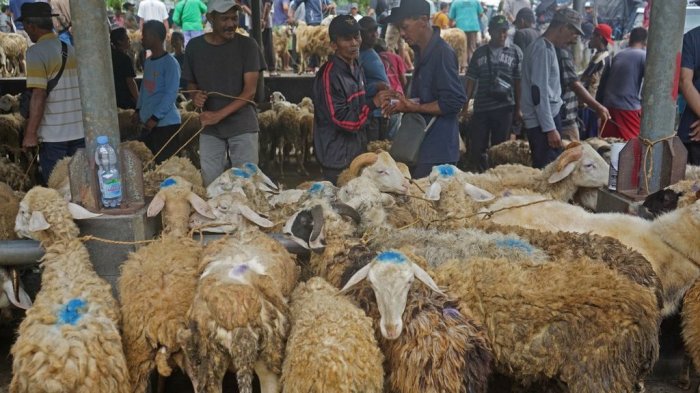 #nguwet #kranggan #temanggung #kambing #korban #protes minta ... Susu kambing di Kranggan, Temanggung