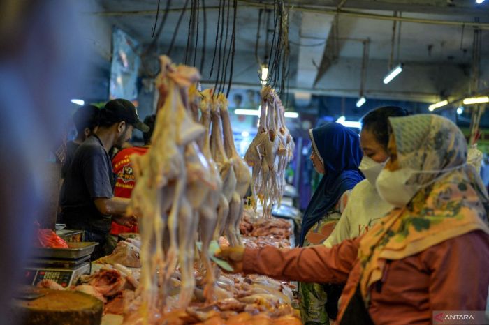 Kenaikan harga daging ayam di Bandung - ANTARA News Ayam afkir di Cinambo, Kota Bandung