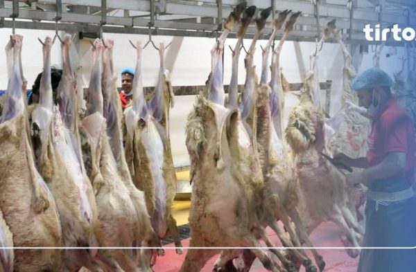 Daging kambing di Ngimbang, Lamongan