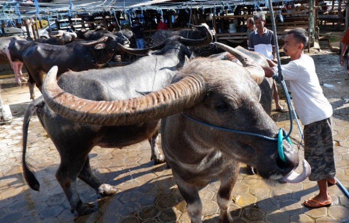 Daun penggemuk ayam di Masanda, Tana Toraja