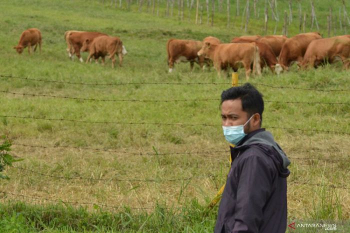 Manfaat Ternak Ayam Kampung Yang Perlu Anda Ketahui – Nuansa Baru Ayam ternak di Padang Utara, Kota Padang