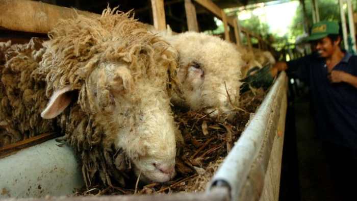 Daging kambing di Panggul, Trenggalek