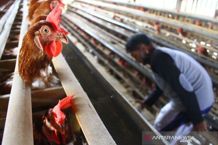 Cara Ternak Ayam Petelur, Bantu Ekonomi Keluarga – Radar Cirebon ID Cara Ternak Ayam Petelur, Bantu Ekonomi Keluarga – Radar Cirebon ID