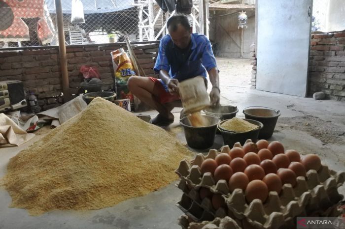 Peternak Ayam Petelur Resah Harga Pakan Makin Mahal Ternak ayam petelur di Paniai Barat, Kab. Paniai