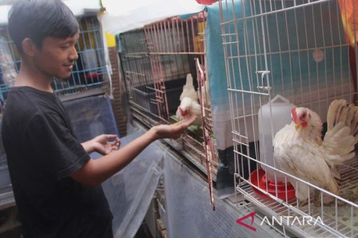 8 Cara Budidaya Ayam Kampung Modal Kecil, Untuk Pemula