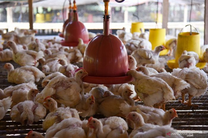 Akademisi beri solusi untuk stabilkan harga ayam ras - ANTARA News Akademisi beri solusi untuk stabilkan harga ayam ras - ANTARA News