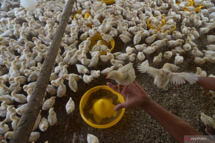8 Cara Beternak Ayam Kampung dengan Modal Kecil, Hasil Menguntungkan ... Budidaya ternak ayam di Kesesi, Pekalongan