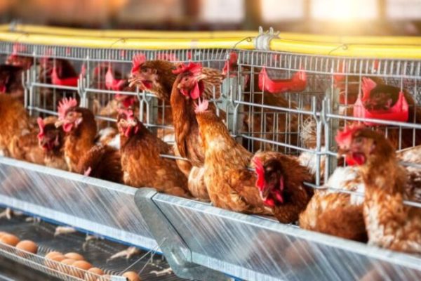 PETERNAKAN AYAM KAMPUNG PETELUR DI BPTP GORONTALO | ANTARA Foto