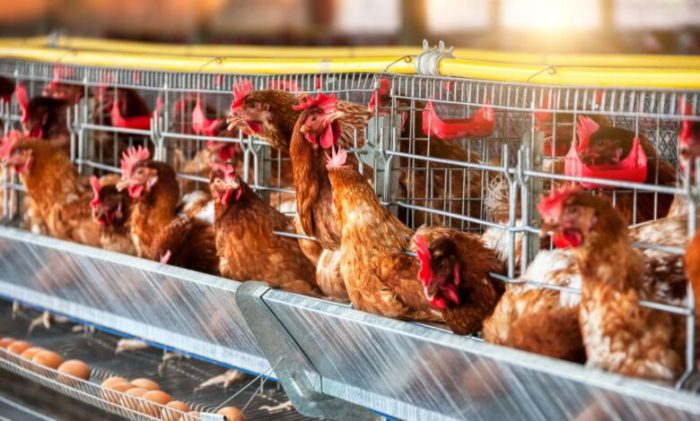 Manuju Jadi Kecamatan Pengembangan Ternak Ayam Petelur dan Boiler ... Ternak ayam petelur di Marga Sekampung, Lampung Timur