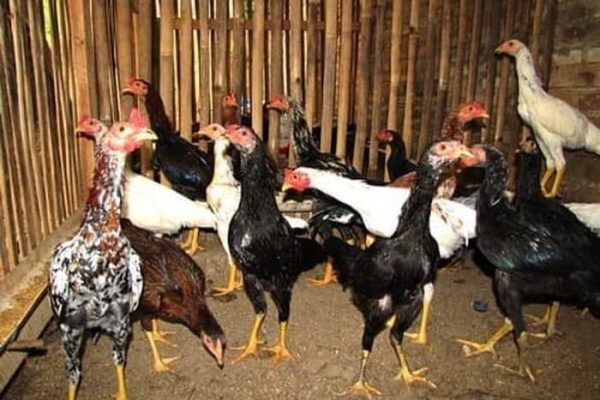 Ayam petelur jantan di Sutera, Kabupaten Pesisir Selatan