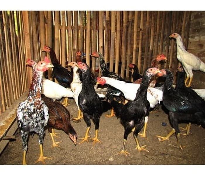 Menjadi Mitra Binaan PT Timah Tbk, Usaha Peternakan Ayam Iyan Wahyudi ... Menjadi Mitra Binaan PT Timah Tbk, Usaha Peternakan Ayam Iyan Wahyudi ...