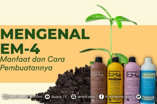 Em4 peternakan ayam di Siak Kecil, Bengkalis