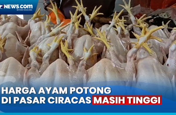 Awal Ramadhan, Harga Ayam Potong di Pasar Ciracas Jaktim Tembus Rp55 ...