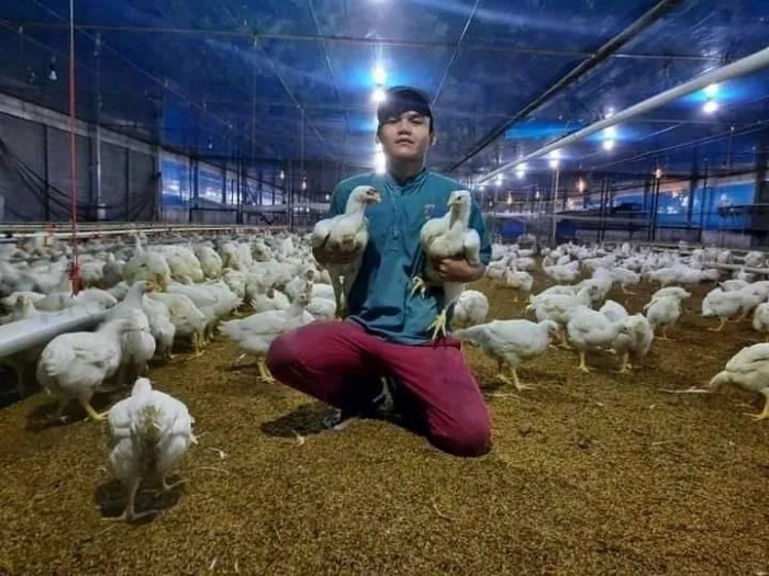 Kuliner Ingkung Kian Populer, Ternak DOC Ayam Joper Berkembang di ...