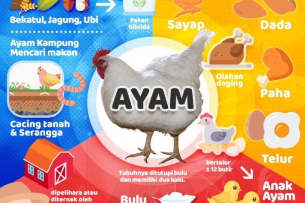 Ayam arab petelur di Siatas Barita, Tapanuli Utara