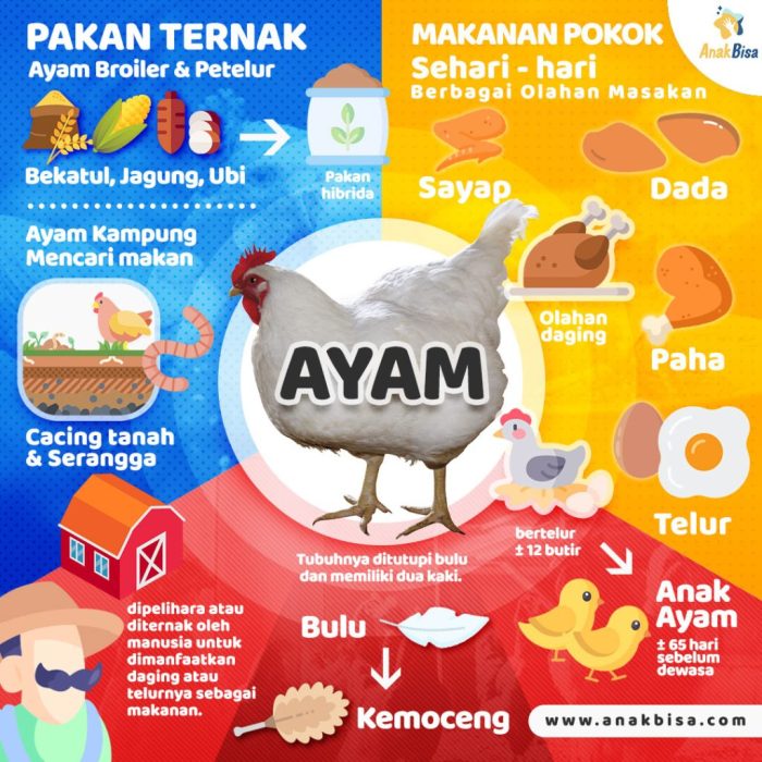 Ayam ternyata tidak sebodoh yang dibayangkan - BBC News Indonesia Ayam arab petelur di Lubai, Muara Enim