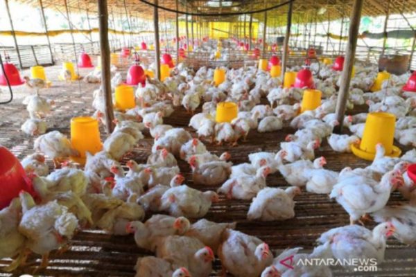 Ayam Ternak di Taman Sari, Kota Pangkalpinang