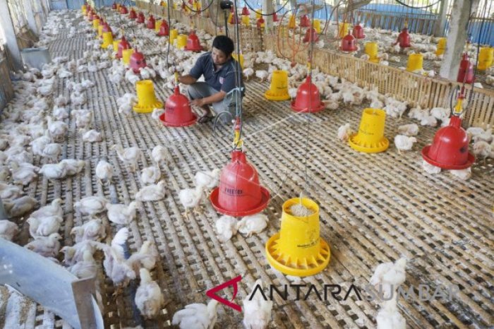Ayam Ternak di Pematang Silima Huta, Simalungun