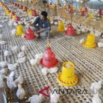 Ayam ternak di Lubuk Sikarah, Kota Solok