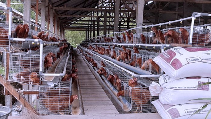 Contoh Proposal Perkembangan Agribisnis Peternak Sapi | e-Pendidikan Budidaya ternak ayam di Ungaran Barat, Semarang