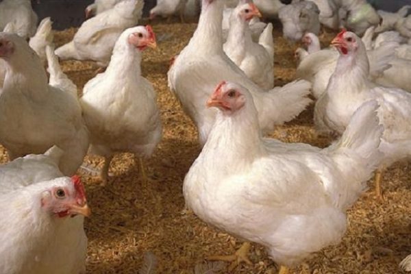 Ayam layer di Lembah Masurai, Kabupaten Merangin