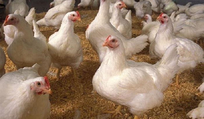 Ayam layer di Lembah Masurai, Kabupaten Merangin