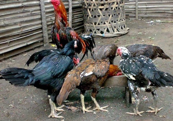 Daun penggemuk ayam di Pattallassang, Gowa