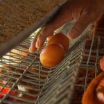 Ayam layer di Seberang Kota, Kabupaten Tanjung Jabung Barat