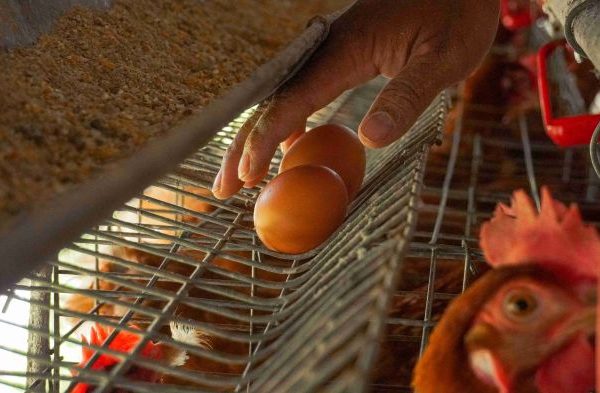 Ayam layer di Seberang Kota, Kabupaten Tanjung Jabung Barat