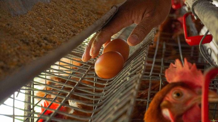 5 Manajemen Pemeliharaan Ayam Layer yang Efektif 5 Manajemen Pemeliharaan Ayam Layer yang Efektif