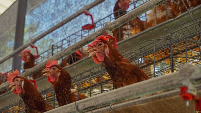 Rahasia Sukses Cara Budidaya Ternak Ayam Kampung Dengan Mudah ...