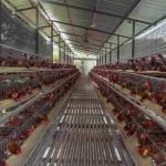 Bedanya Ayam Layer Dan Broiler - Jagad Tani - Petaninya Milenial