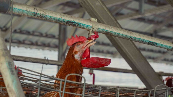 Peternakan ayam petelur di parung bogor Ternak ayam petelur di Dervos, Kab. Puncak