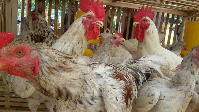 Ayam afkir di Cikoneng, Ciamis